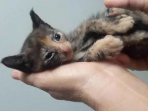 Gato raça SRD-ViraLata idade 2 a 6 meses nome ESCAMINHAS