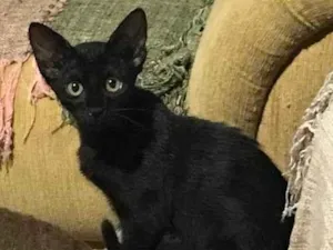 Gato raça SRD-ViraLata idade 2 a 6 meses nome MELINDA