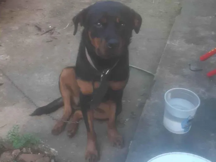 Cachorro ra a Rottweiler idade 1 ano nome Luna
