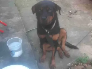 Cachorro raça Rottweiler idade 1 ano nome Luna