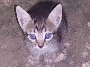 Gato raça Srd idade Abaixo de 2 meses nome Nome não definido 