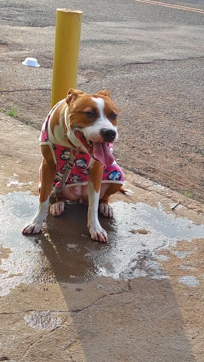 Cachorro ra a Pitbull  idade 1 ano nome Chloe