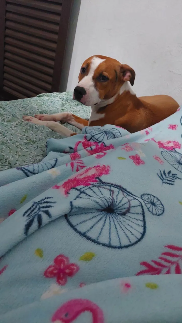 Cachorro ra a Pitbull  idade 1 ano nome Chloe