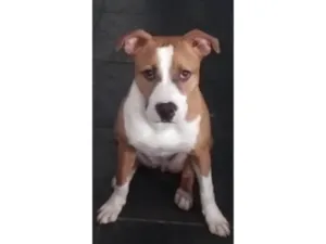 Cachorro raça Pitbull  idade 1 ano nome Chloe