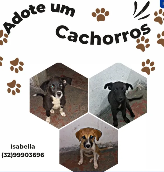 Cachorro ra a SRD-ViraLata idade 2 a 6 meses nome Pitoco/ princesa/totoco