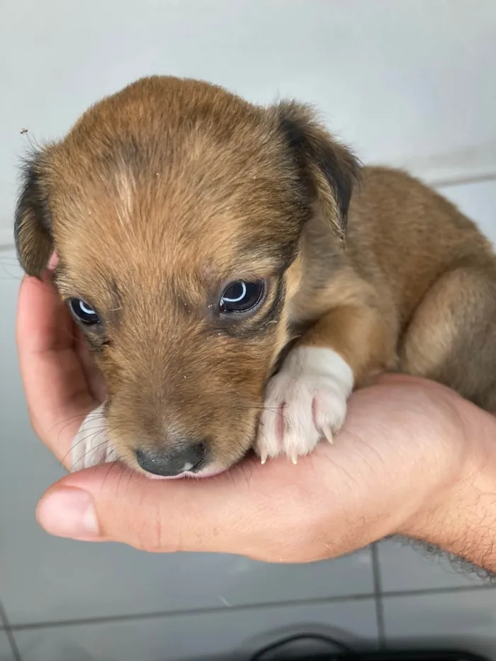 Cachorro raça SRD-ViraLata idade Abaixo de 2 meses nome Cascona 