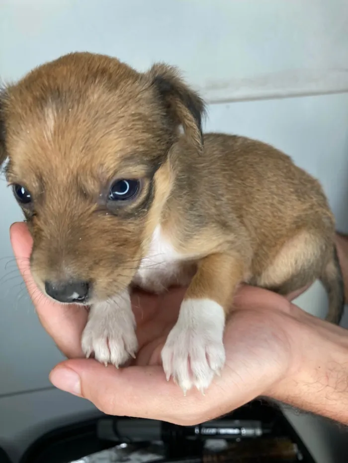 Cachorro raça SRD-ViraLata idade Abaixo de 2 meses nome Cascona 