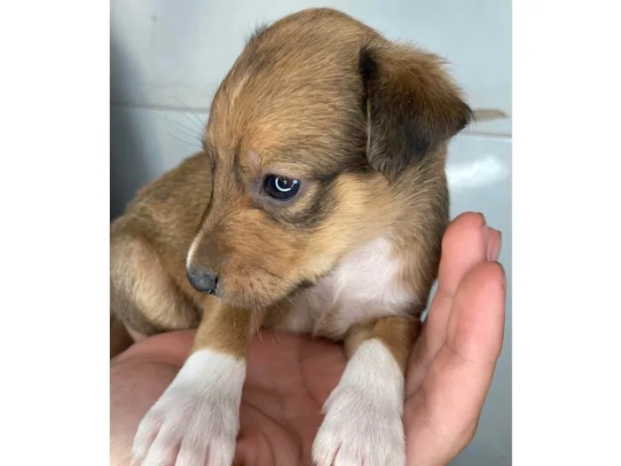 Cachorro raça SRD-ViraLata idade Abaixo de 2 meses nome Cascona 