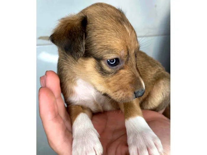 Cachorro raça SRD-ViraLata idade Abaixo de 2 meses nome Cascona 