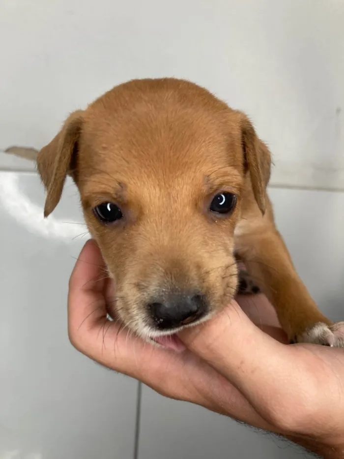 Cachorro raça SRD-ViraLata idade Abaixo de 2 meses nome Scoobyzinha 