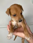 Scoobyzinha 