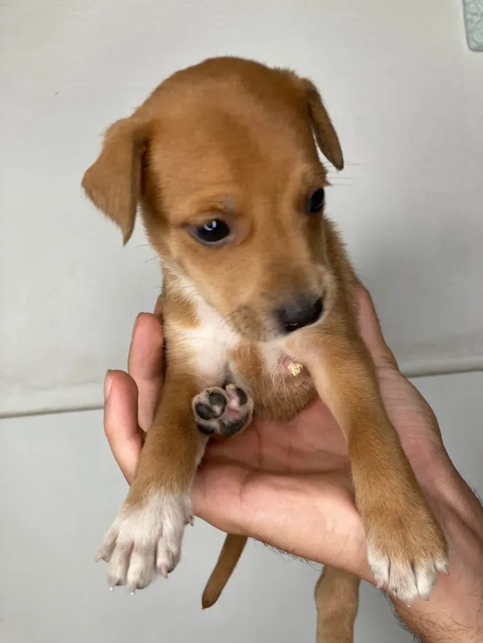 Cachorro raça SRD-ViraLata idade Abaixo de 2 meses nome Scoobyzinha 