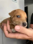 Scoobyzinha 