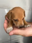 Scoobyzinha 