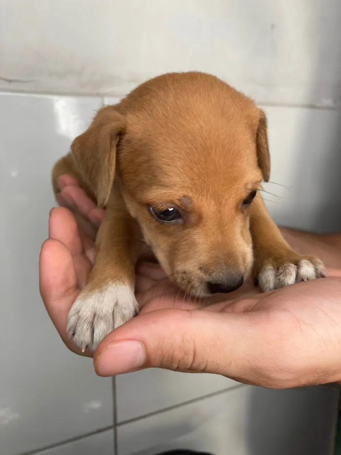 Cachorro raça SRD-ViraLata idade Abaixo de 2 meses nome Scoobyzinha 