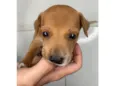 Scoobyzinha 