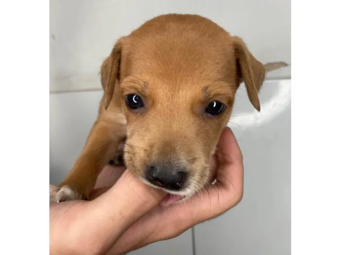 Cachorro raça SRD-ViraLata idade Abaixo de 2 meses nome Scoobyzinha 