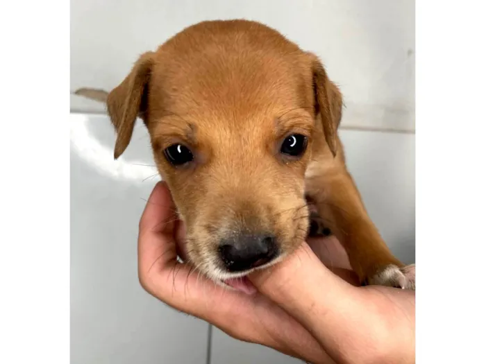 Cachorro raça SRD-ViraLata idade Abaixo de 2 meses nome Scoobyzinha 