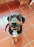 Bob