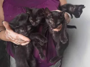 Gato raça SRD-ViraLata idade Abaixo de 2 meses nome sem nome 