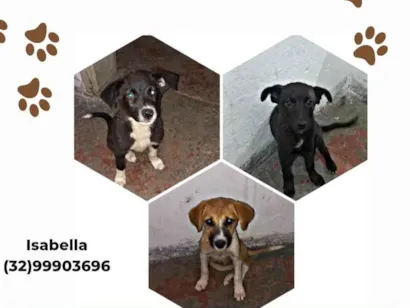 Cachorro raça SRD-ViraLata idade 2 a 6 meses nome Pitoco/ princesa/totoco