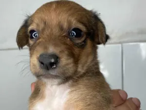Cachorro raça SRD-ViraLata idade Abaixo de 2 meses nome Cascona 
