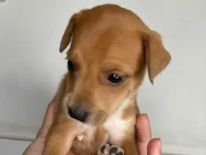 Cachorro raça SRD-ViraLata idade Abaixo de 2 meses nome Scoobyzinha 
