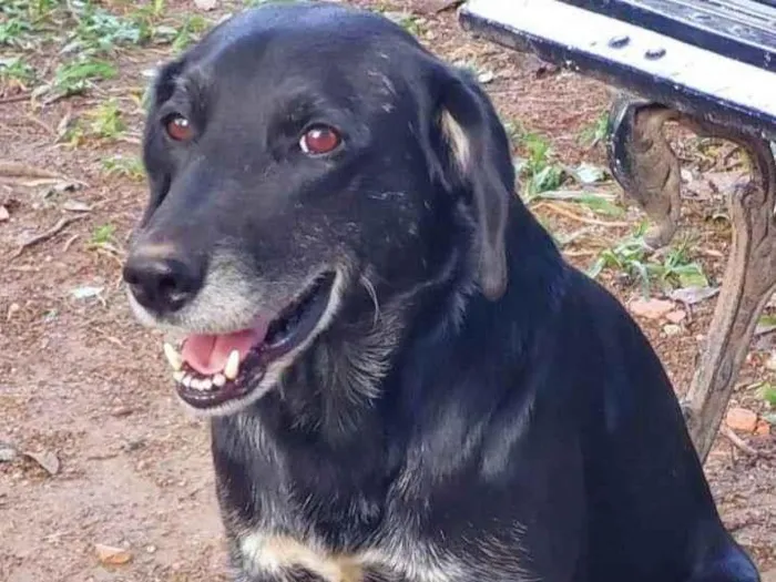 Cachorro ra a ViraLata idade 5 anos nome Negão 