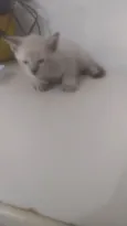 Gatinho 1