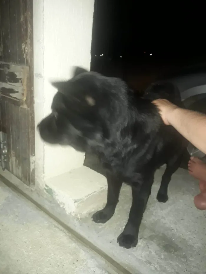 Cachorro ra a Não  sei idade 3 anos nome Nega