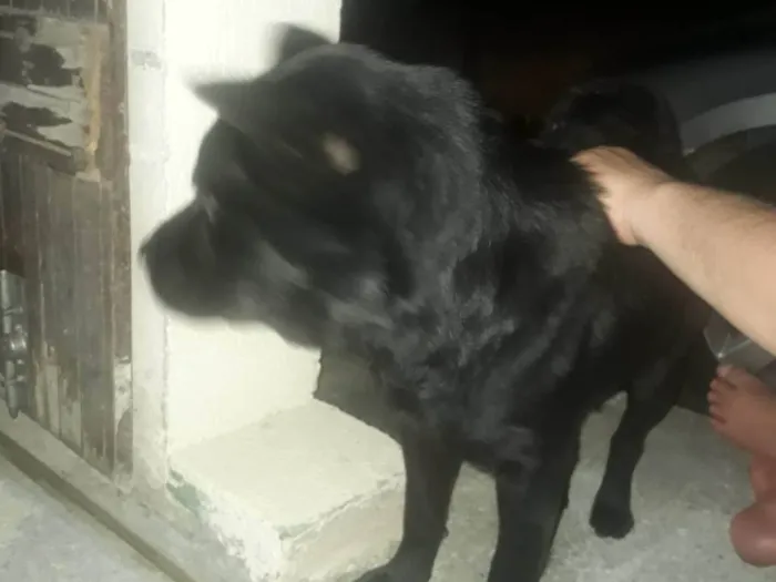 Cachorro ra a Não  sei idade 3 anos nome Nega