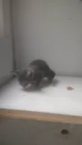 Gatinho 2