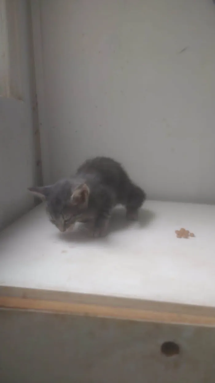 Gato ra a ND idade Abaixo de 2 meses nome Gatinho 2