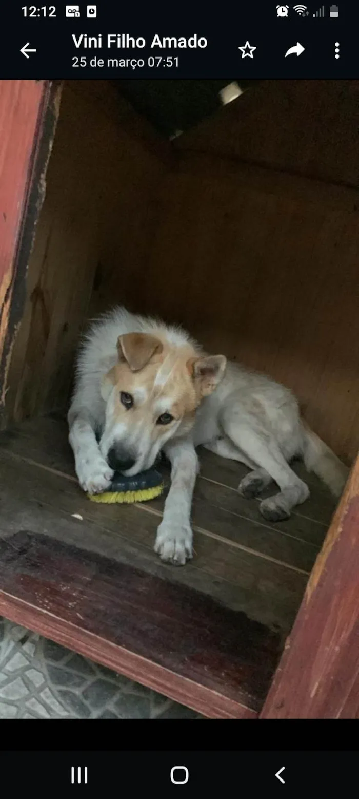 Cachorro ra a SRD-ViraLata idade 2 anos nome Bob