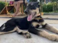 Cachorro raça SRD-ViraLata idade 2 a 6 meses nome Vitória 