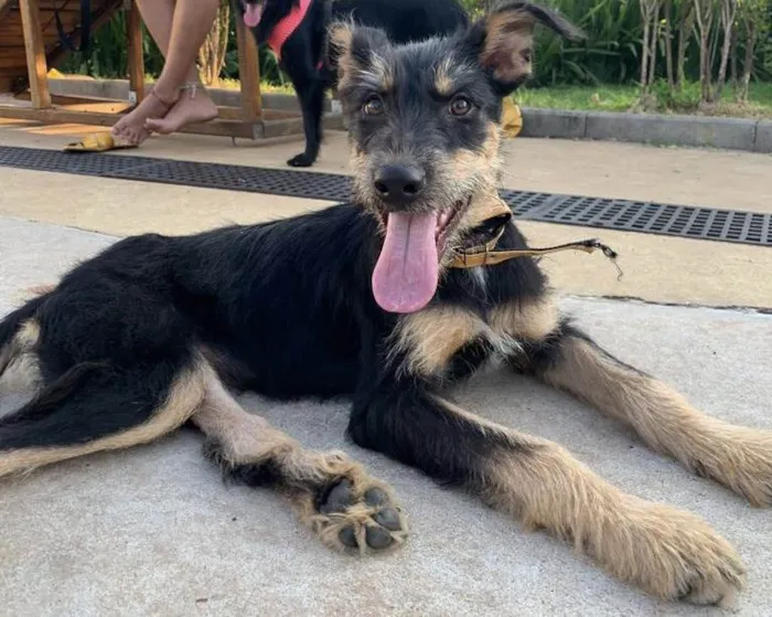 Cachorro raça SRD-ViraLata idade 2 a 6 meses nome Vitória 