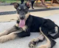 Cachorro raça SRD-ViraLata idade 2 a 6 meses nome Vitória 