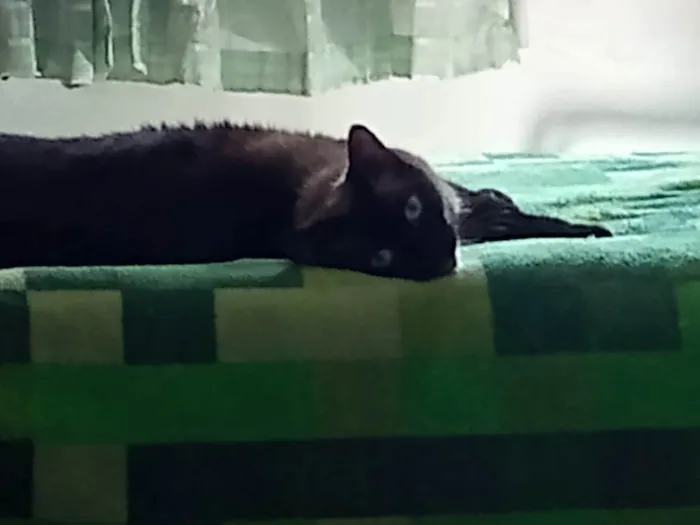 Gato ra a Siamês SRD idade 1 ano nome Nescau