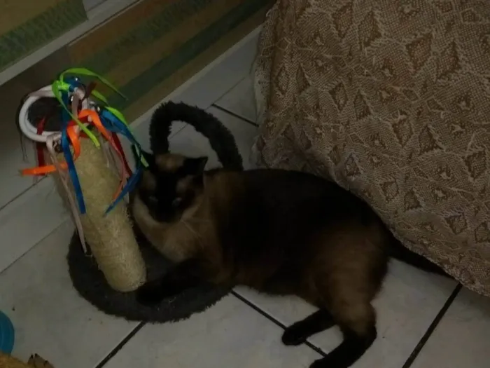 Gato ra a Siamês SRD idade 1 ano nome Nescau