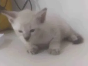 Gato raça ND idade 2 a 6 meses nome Gatinho 1