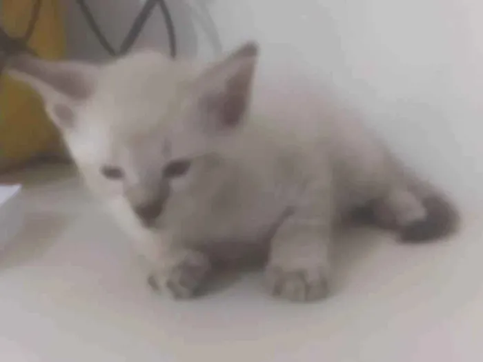 Gato ra a ND idade 2 a 6 meses nome Gatinho 1