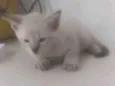 Gatinho 1