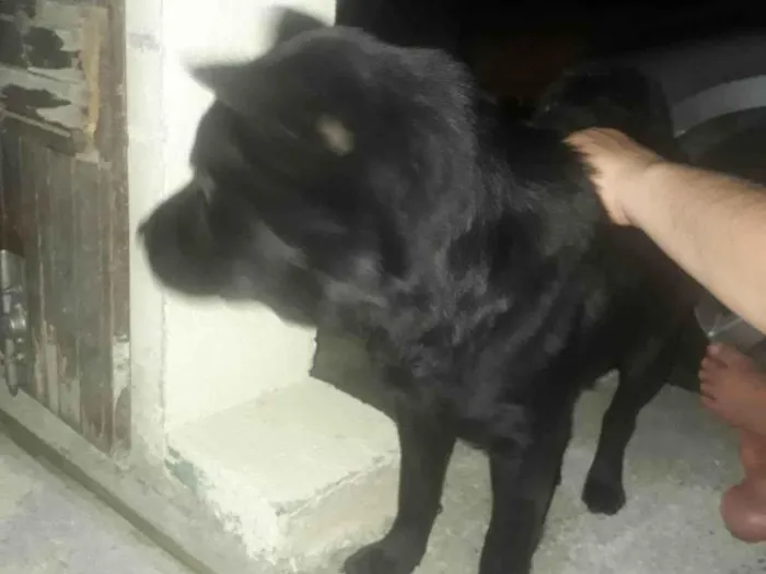 Cachorro ra a Não  sei idade 3 anos nome Nega