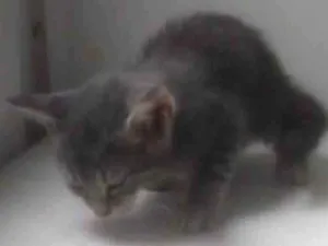Gato raça ND idade Abaixo de 2 meses nome Gatinho 2