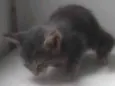 Gatinho 2