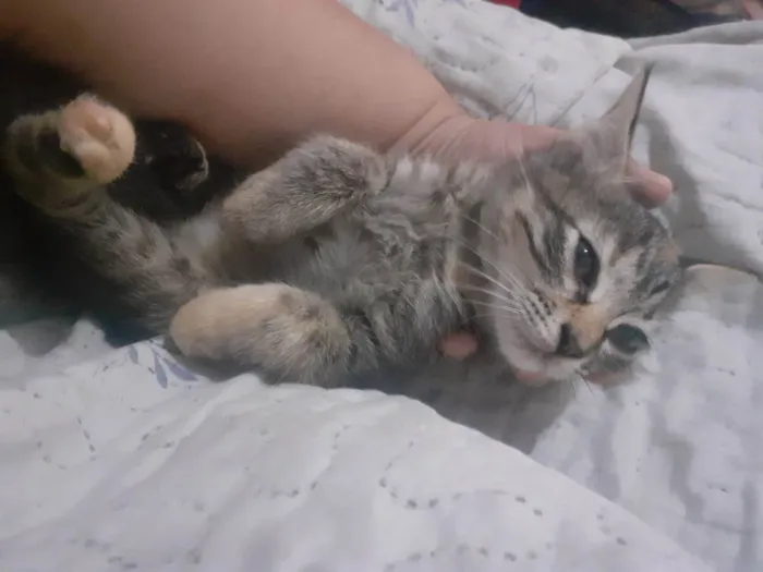 Gato raça SRD-ViraLata idade 2 a 6 meses nome Jhuly