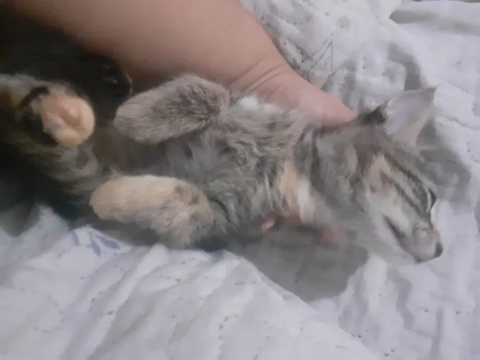 Gato raça SRD-ViraLata idade 2 a 6 meses nome Jhuly