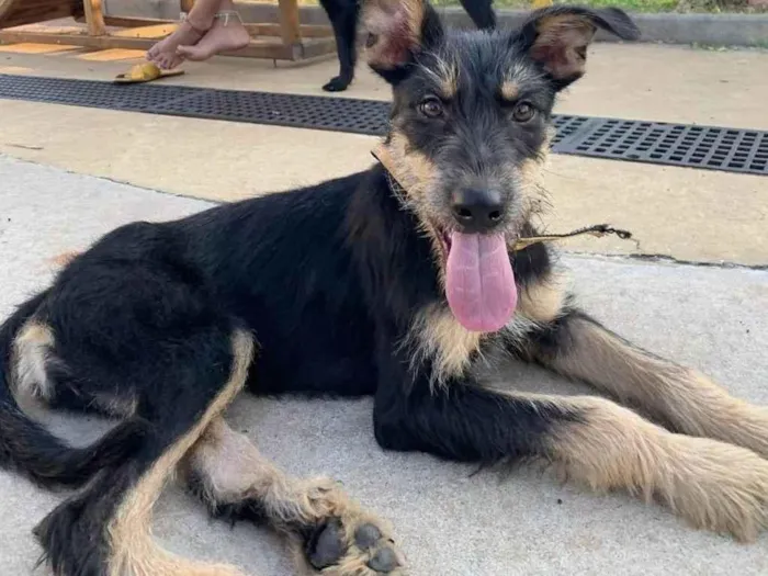 Cachorro raça SRD-ViraLata idade 2 a 6 meses nome Vitória 