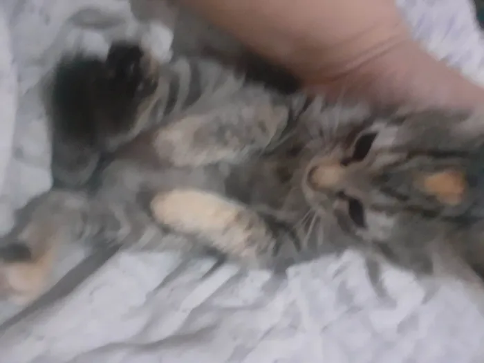 Gato raça SRD-ViraLata idade 2 a 6 meses nome Jhuly