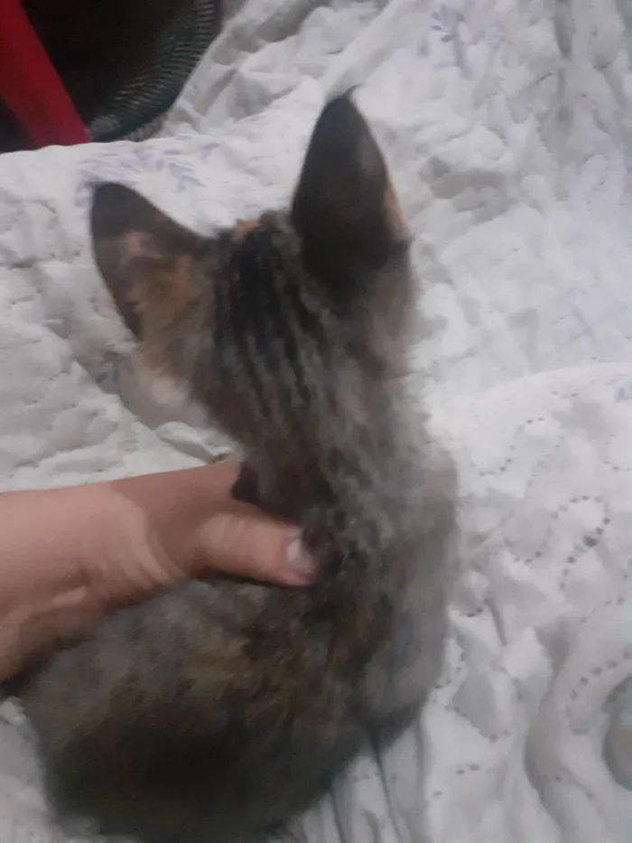 Gato raça SRD-ViraLata idade 2 a 6 meses nome Jhuly